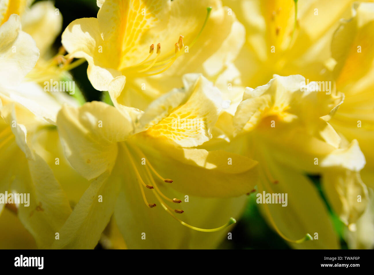 Gelb Rhododendron Blüten im Sonnenschein. Makroaufnahme Stockfoto