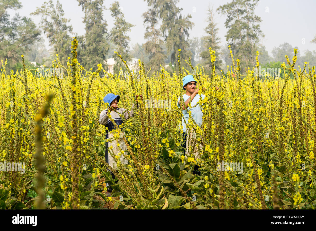 Kinder, das Sammeln von Blüten Molène, Sekem Farm, Markaz Belbes, Ägypten Stockfoto