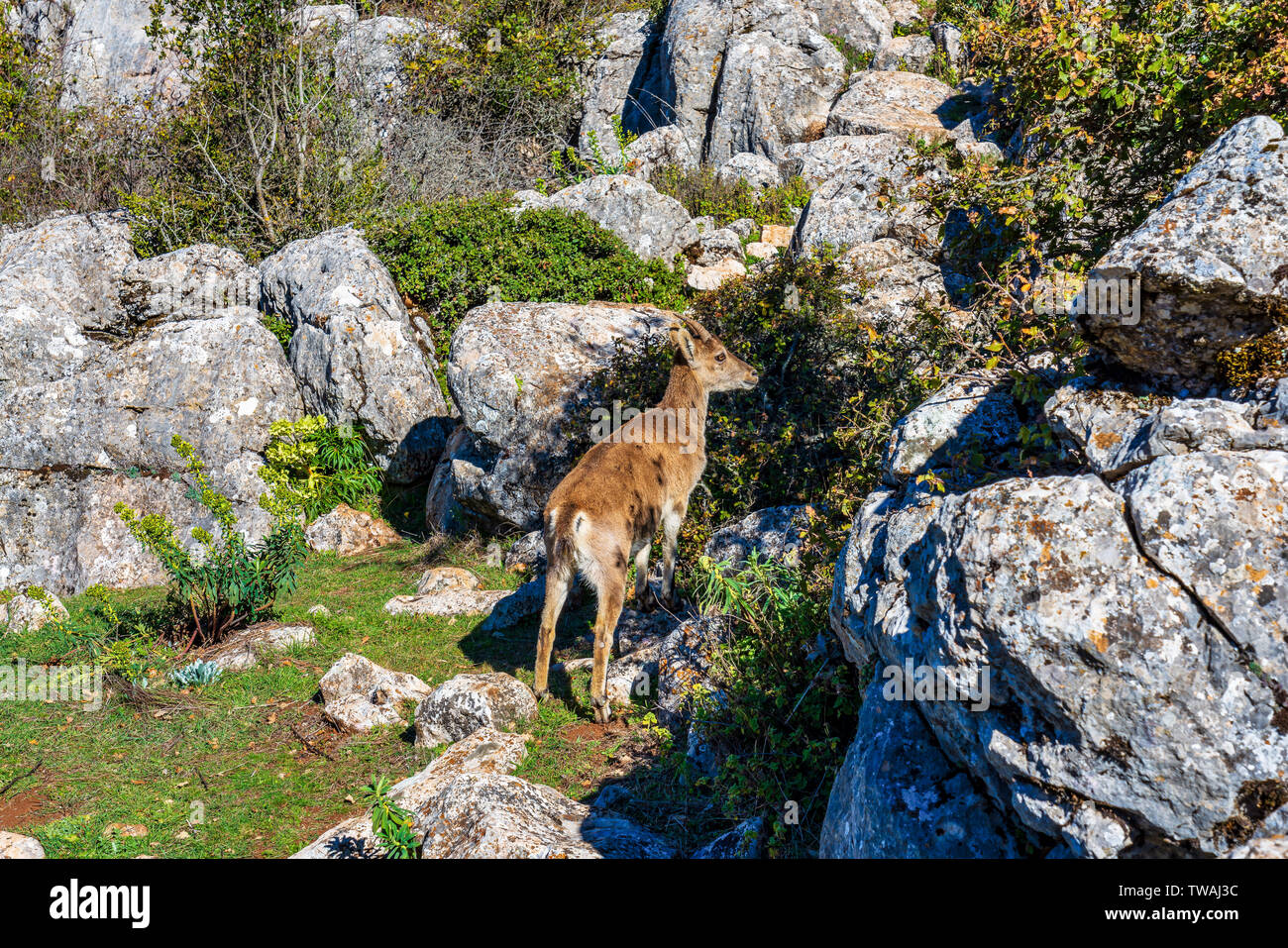 Spanische Steinbock, Capra pyrenaica in Torcal de Antequera National Park, Spanien Stockfoto