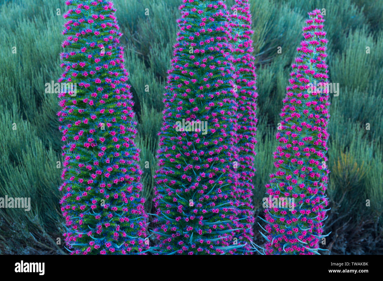 Teneriffa bugloss bugloss oder den Berg Teide, Teide Nationalpark, Teneriffa, Kanarische Inseln, Spanien, Europa Stockfoto