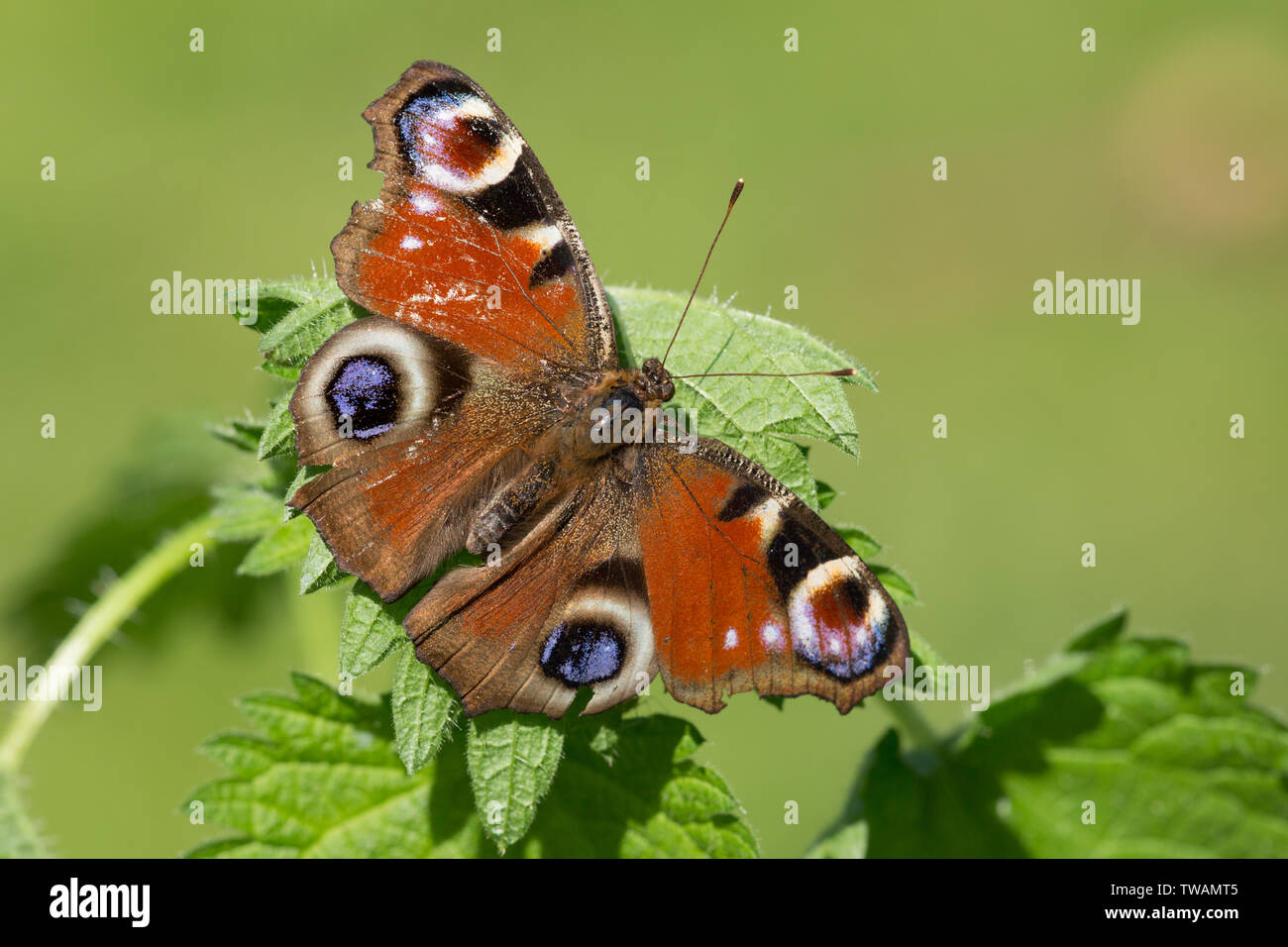 Ein tagpfauenauge aalt sich in der Sonne auf einem wilden Brennnessel in einem Hampshire Garten uk Stockfoto