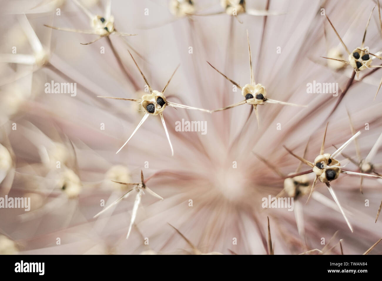 Eine getrocknete Allium Blume Makroaufnahme. Stockfoto