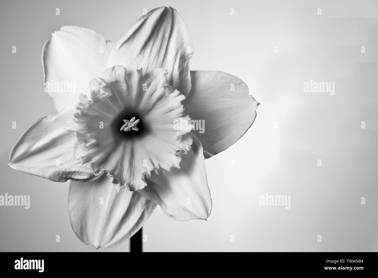 Die Narzisse Blume Nahaufnahme. Stockfoto