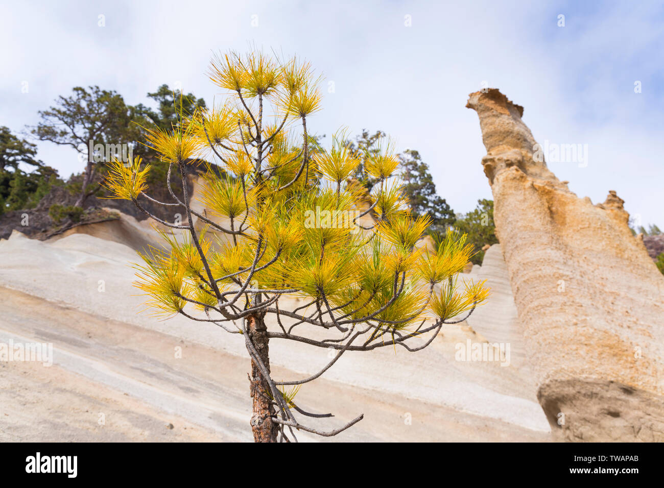 Der kanarischen Pinie, Mondlandschaft, Corona Forestal Naturpark, Vilaflor, Teneriffa, Kanarische Inseln, Spanien, Europa Stockfoto