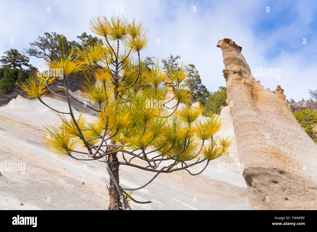 Der kanarischen Pinie, Mondlandschaft, Corona Forestal Naturpark, Vilaflor, Teneriffa, Kanarische Inseln, Spanien, Europa Stockfoto