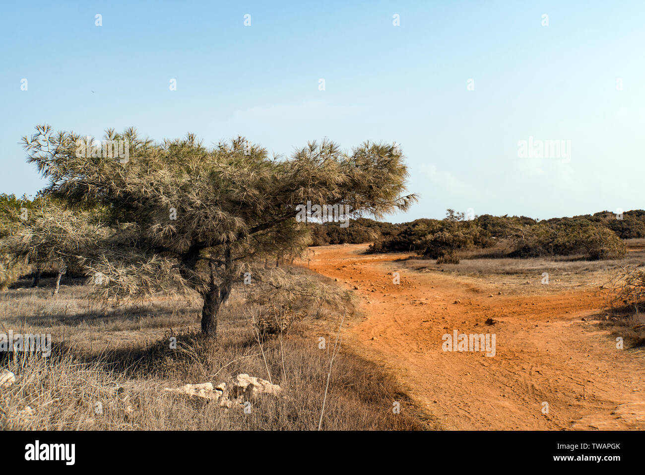 Schöne suumer Zypern Natur Hintergrund. Nadelholz Baum in der Wüste. Arten von Natur Zypern. Stockfoto