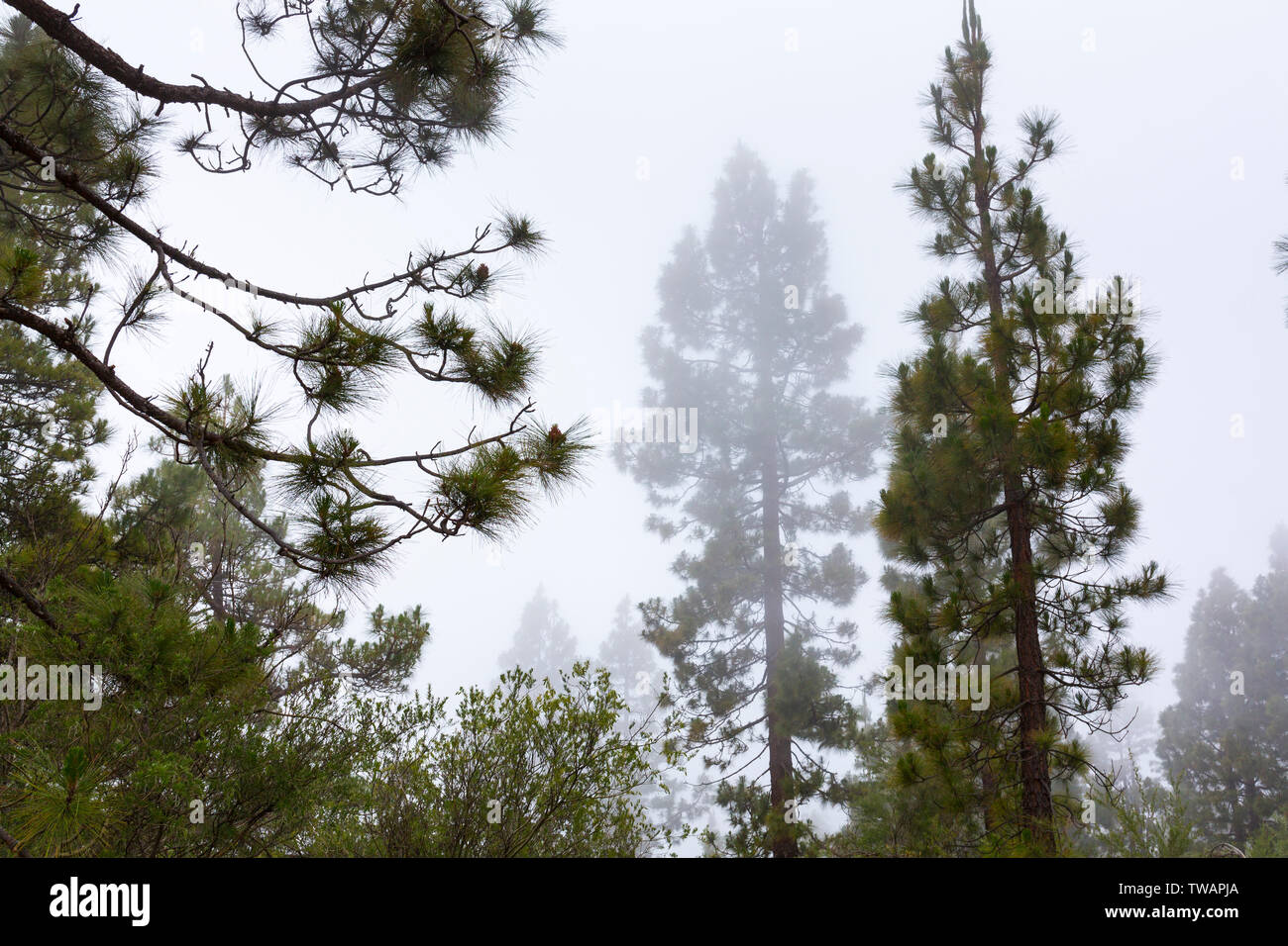 Kanarische Kiefer, Corona Forestal Naturpark, Vilaflor, Teneriffa, Kanarische Inseln, Spanien, Europa Stockfoto