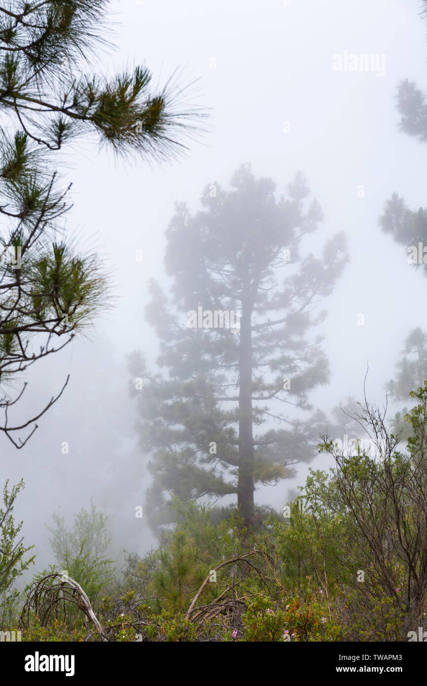 Kanarische Kiefer, Corona Forestal Naturpark, Vilaflor, Teneriffa, Kanarische Inseln, Spanien, Europa Stockfoto