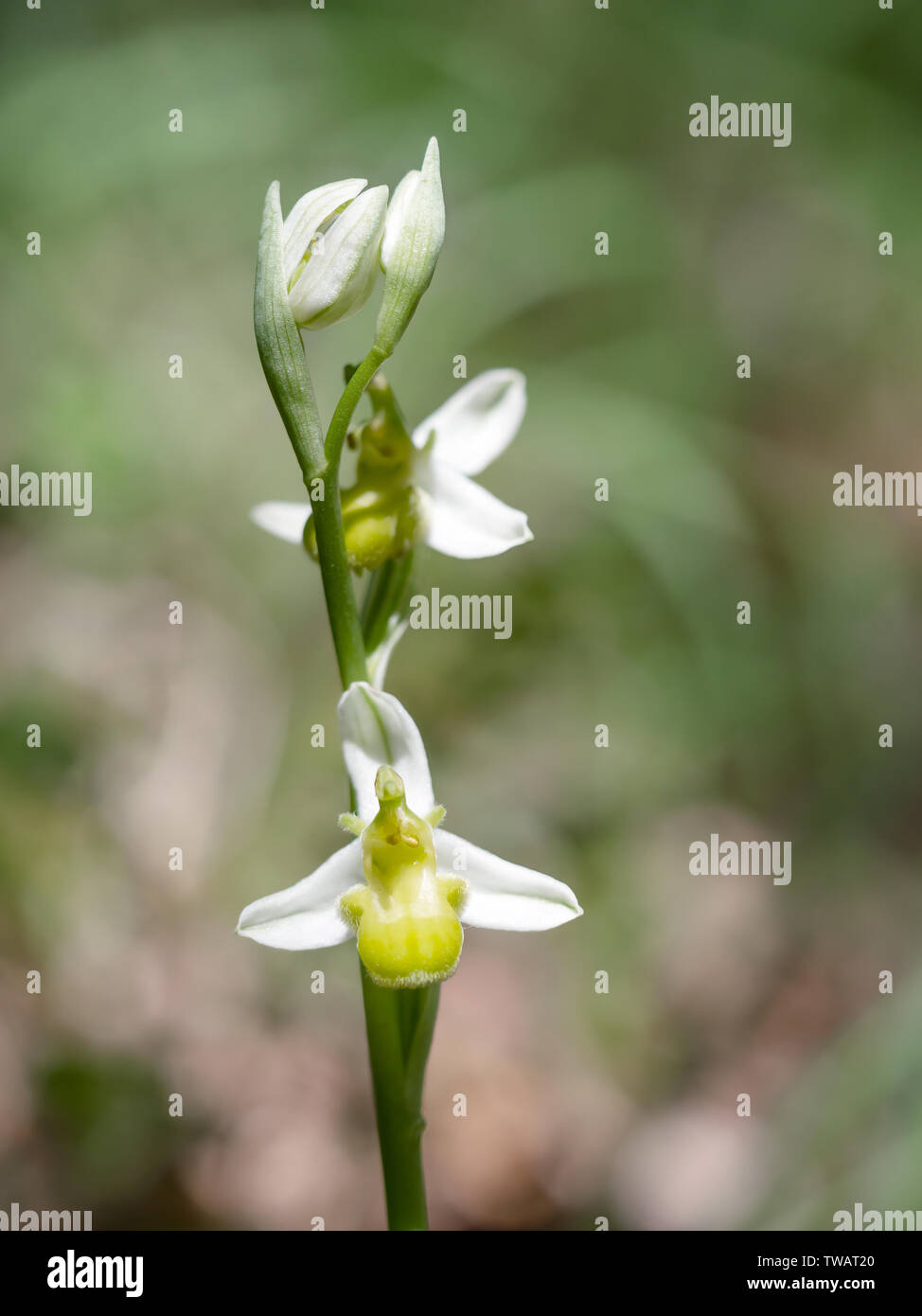 Ophrys apifera var. chlorantha, Weiß Bienen-ragwurz. Ungewöhnliche Farbe durch eine hypochromatic Zustand, der Pigmentierung reduziert verursacht. Stockfoto