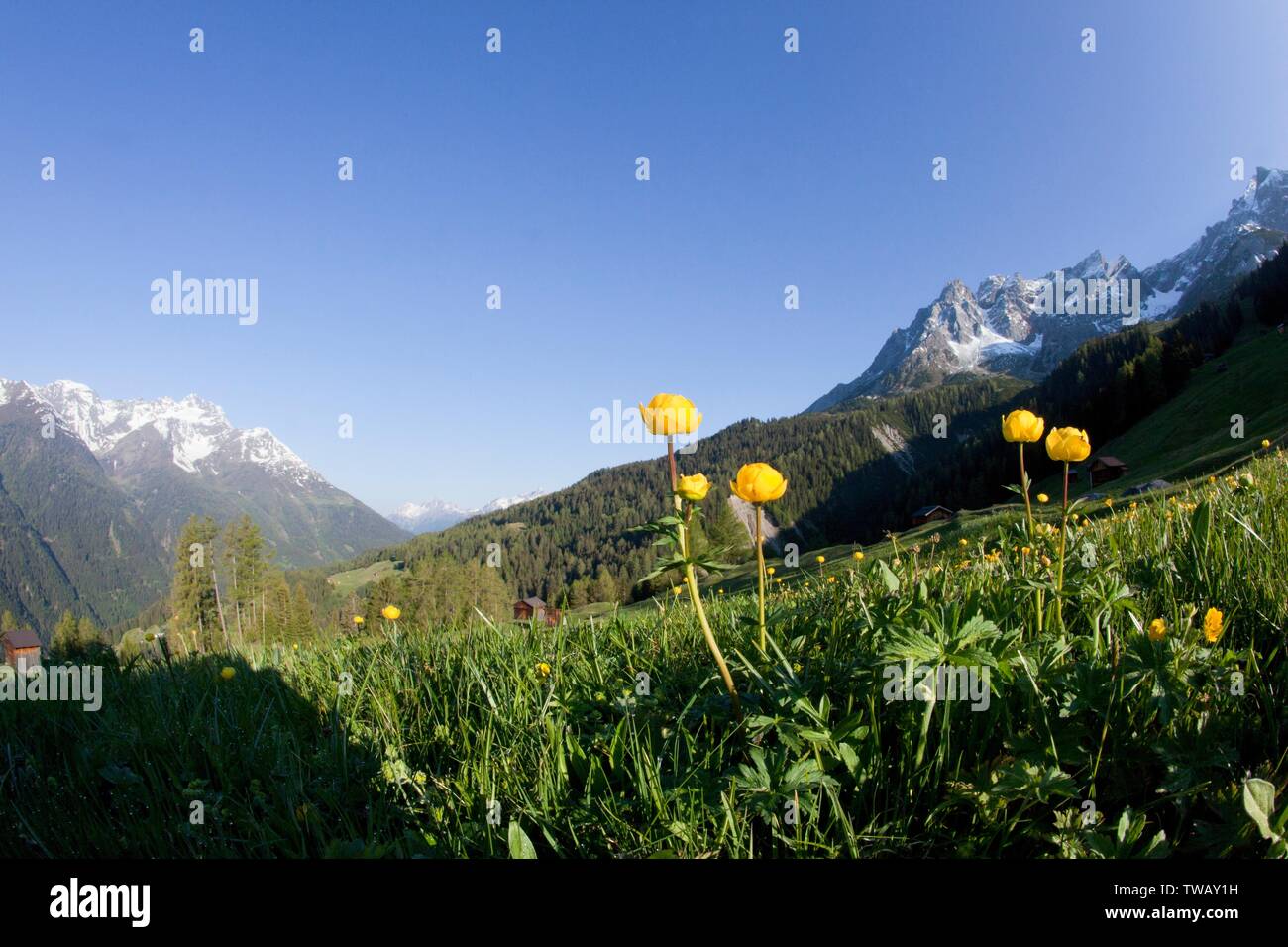 Österreich, Tirol, Lechtaler Alpen, Dawin Alpe. Stockfoto