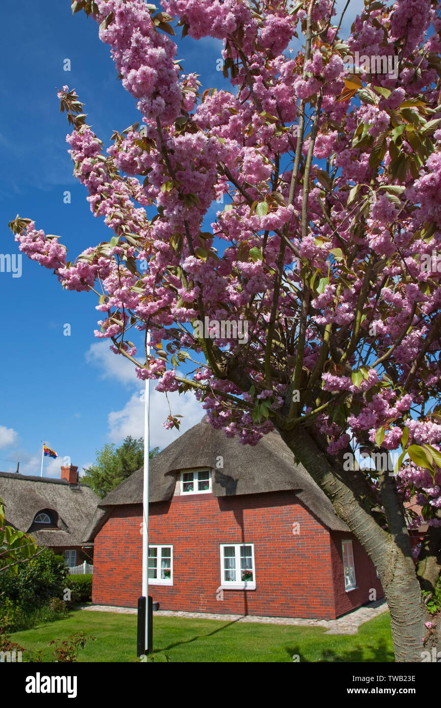 Holstein haus Fotos und Bildmaterial in hoher Auflösung Alamy