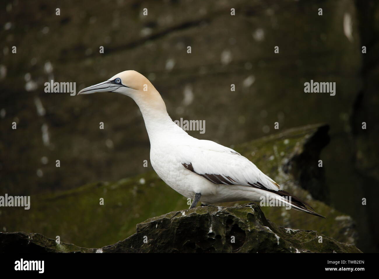 Gannett volles Profil auf Felsvorsprung Stockfoto
