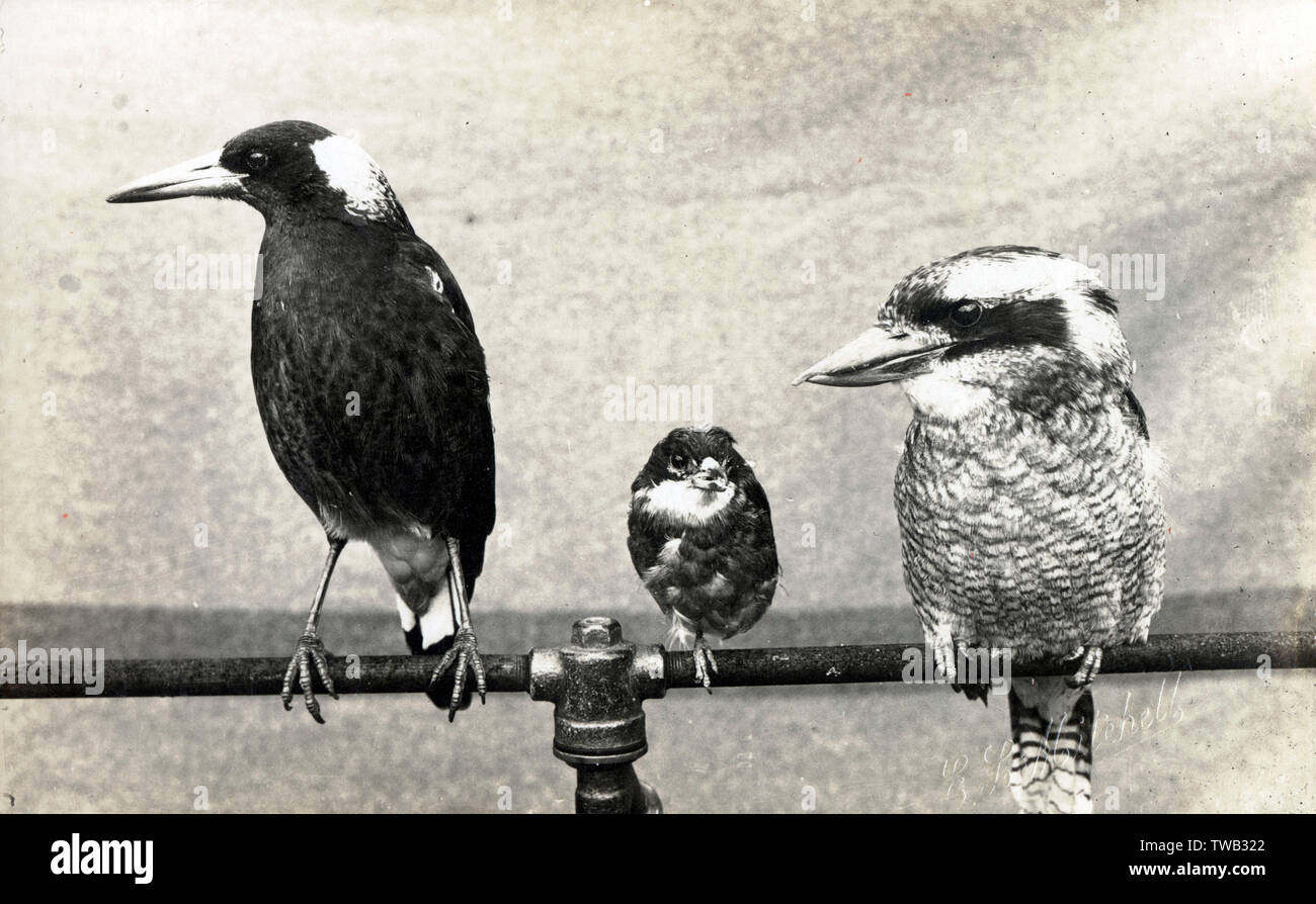 Three Birds of Australia, Magpie, Butcherird und Kookaburra Stockfoto