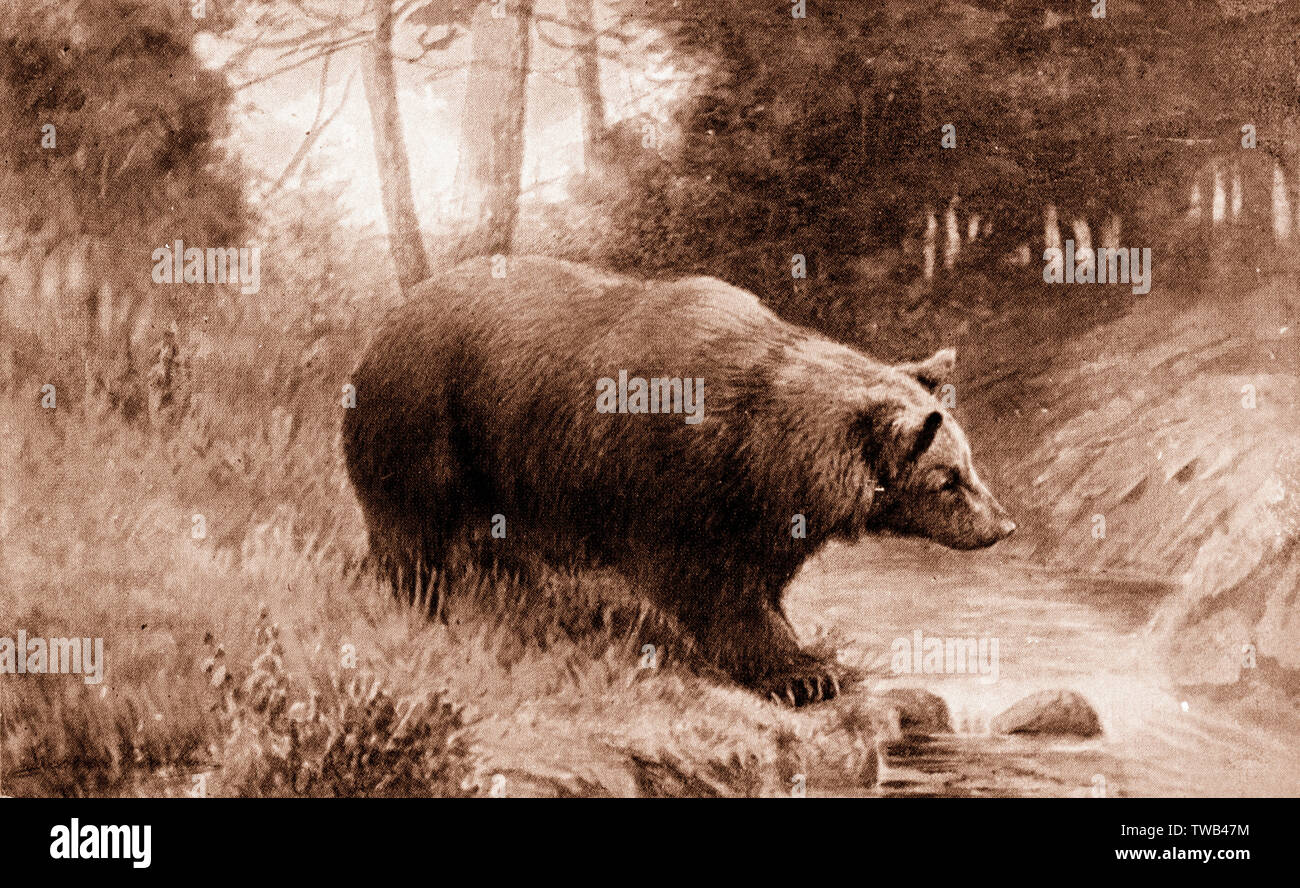 Braunbär in freier Wildbahn Stockfoto