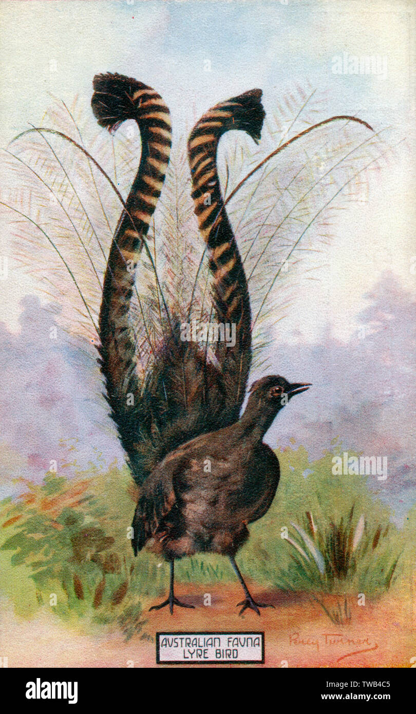 Männlicher Lyrebird - riesiger Schwanz in der Werbetafel Stockfoto