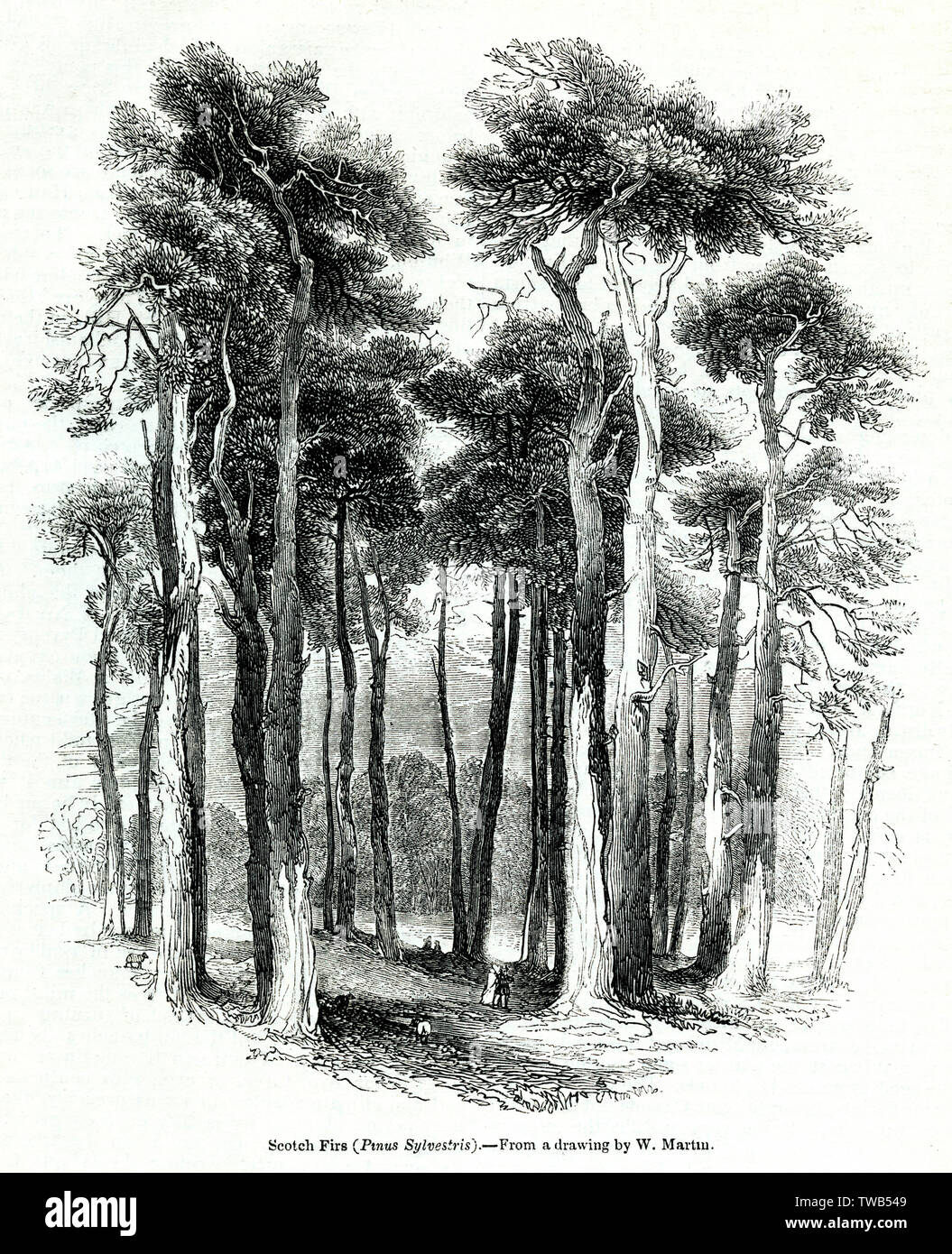Schottische Tannen oder schottische Tannen, Pinus sylvestris Stockfoto