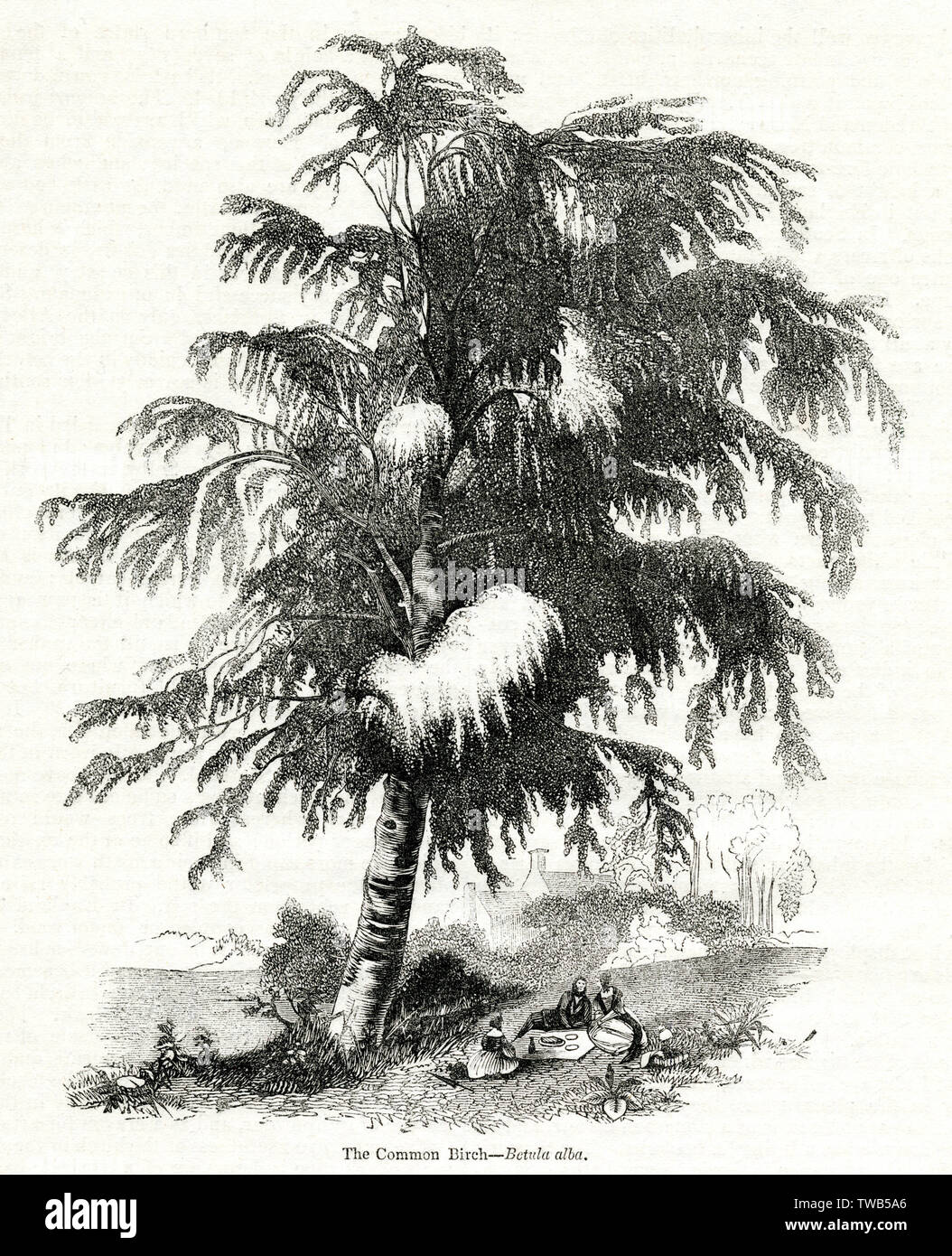 Birke (Betula alba) Stockfoto