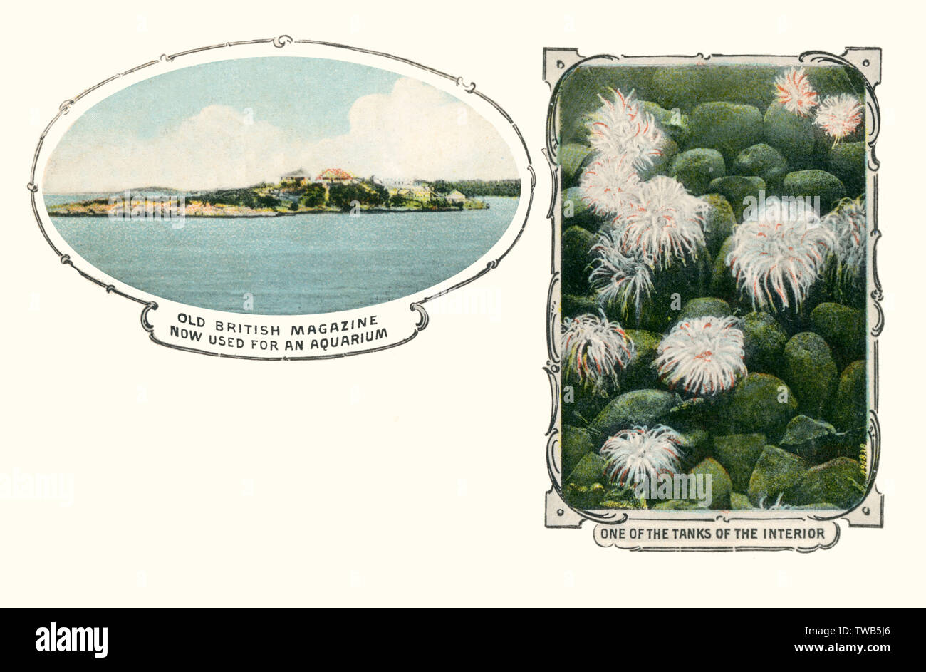 Bermuda - Aquarium im alten British Magazine Gebäude Stockfoto