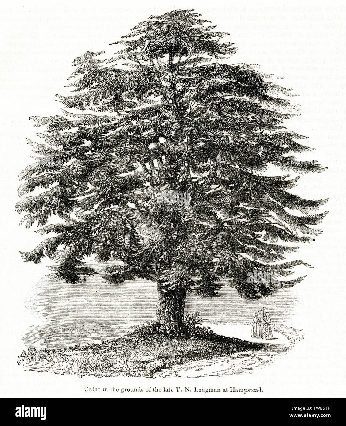 Cedar aus Libanon, Hampstead, NW London Stockfoto