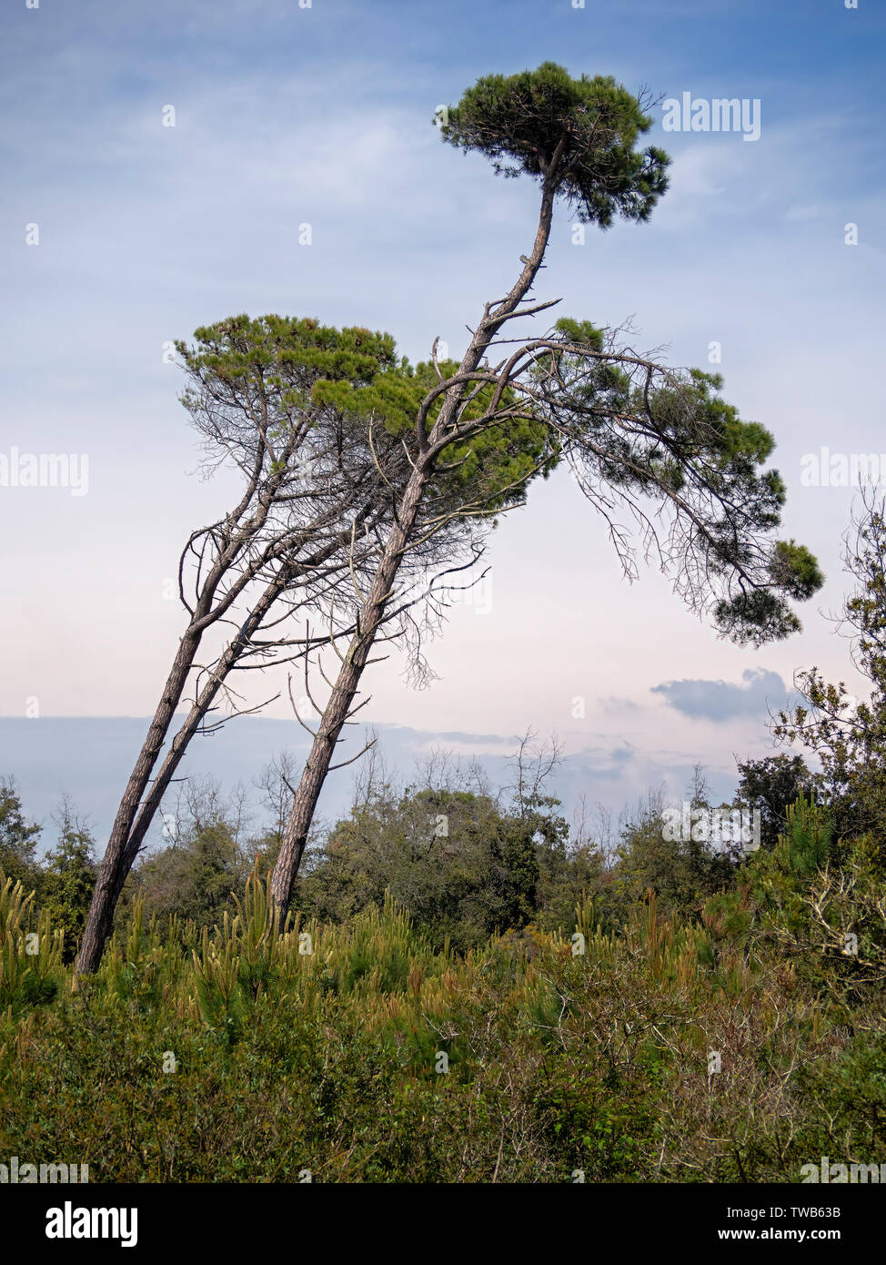 Malerischer Blick auf alten Pinien im Naturpark von Migliarino San Rossore Massaciuccoli. In der Nähe von Pisa, in der Toskana, Italien. Stockfoto