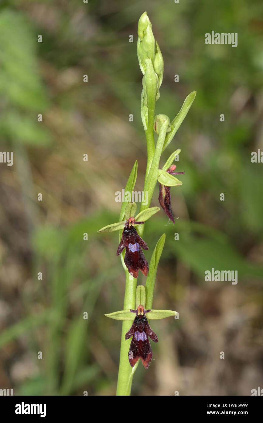 Ophrys Insectifera, Fly Orchid, Fliegen-Ragwurz Stockfoto