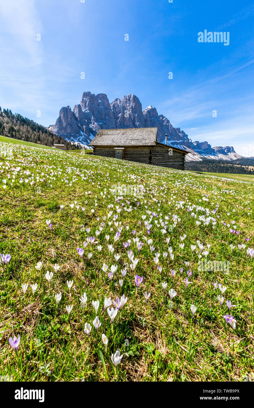 Crocus Blumen in voller Blüte mit der Geislergruppe im Hintergrund, Gampenalm, Dolomiten, Funes, Provinz Bozen, Südtirol, Italien Stockfoto