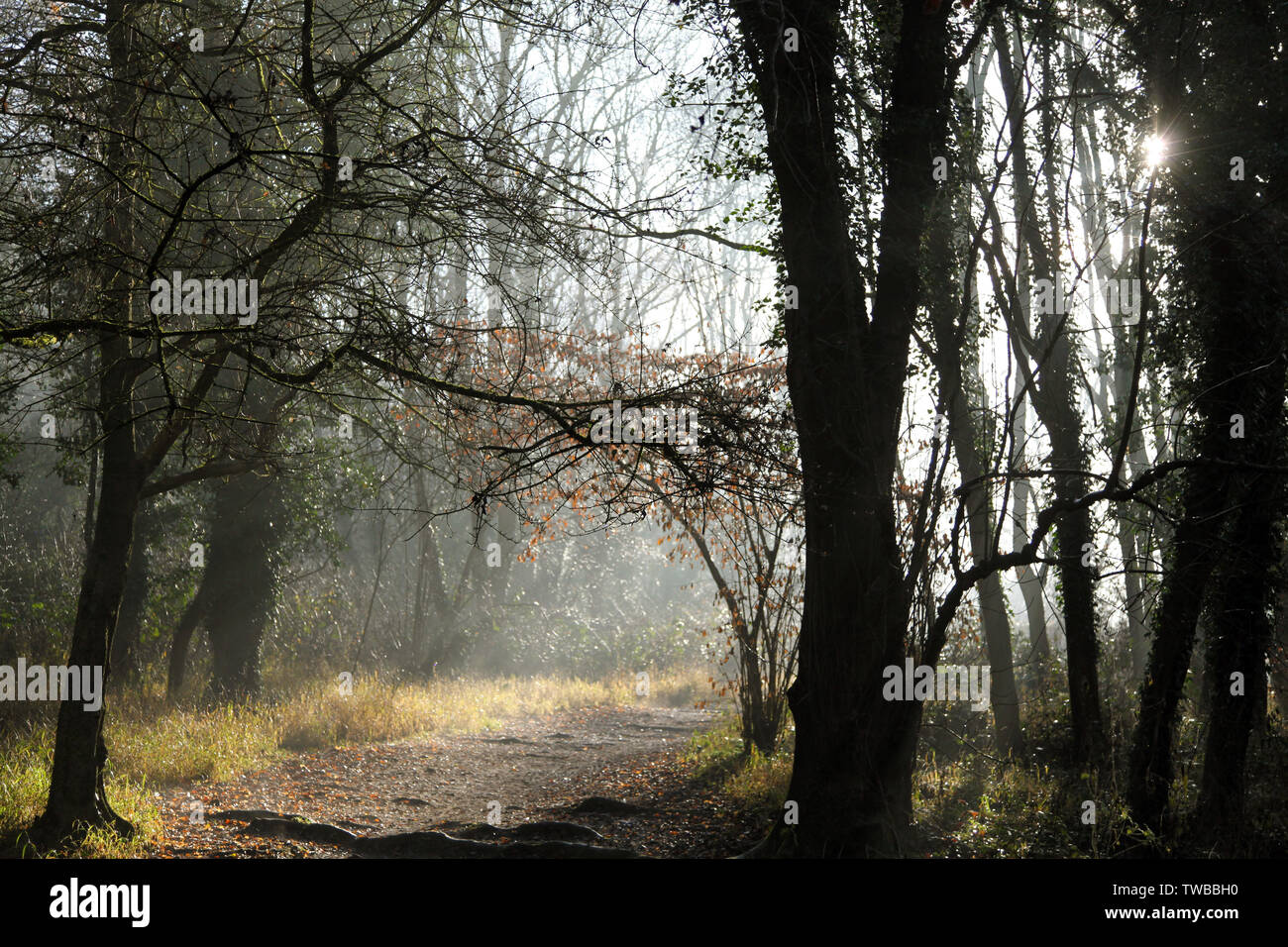 Nebel in Box Hill, Dorking, Surrey, Großbritannien - EIN kalter, nebliger Waldweg an einem nebligen Wintermorgen in Surrey Hills, Großbritannien, auf dem Land, das von Sonnenlicht beleuchtet wird Stockfoto