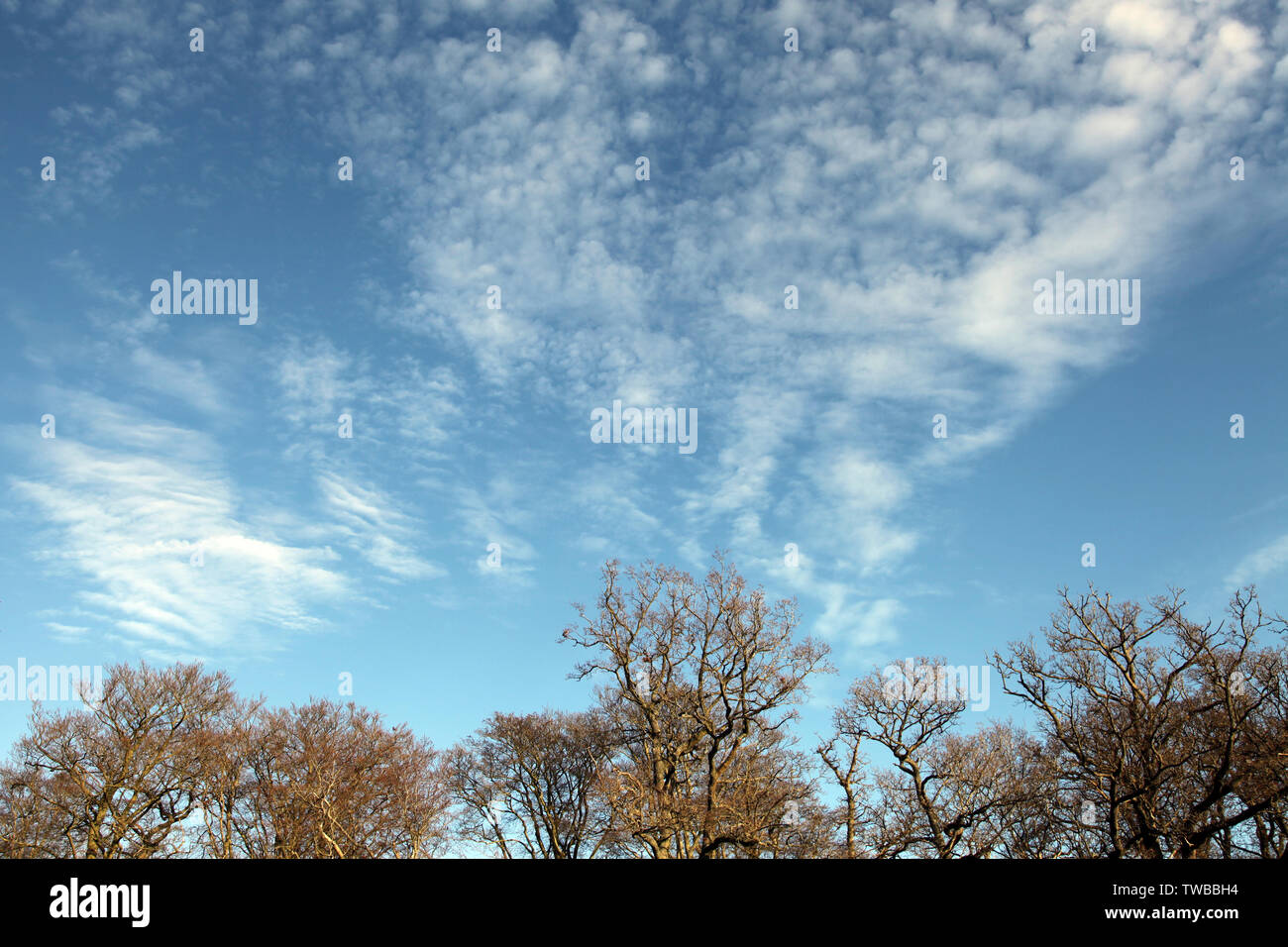 Ashtead Common, Ashtead, Surrey, UK - EIN blauer, wolkiger Winterhimmel über Baumkronen bei Tag mit Kopierraum Stockfoto