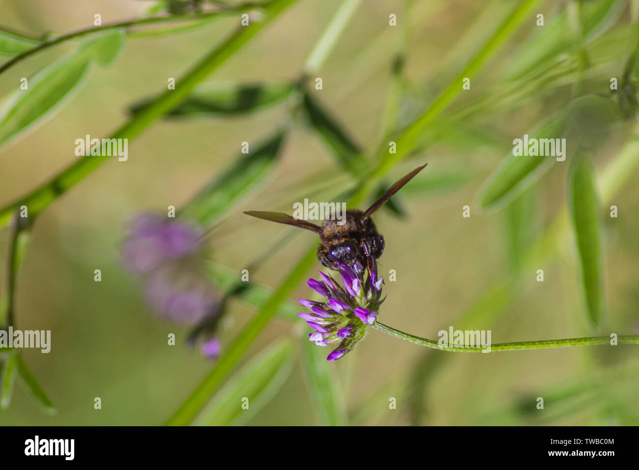 Xylocopa violacea, Violet Carpenter Bee auf der Bituminaria bituminosa Blume Stockfoto