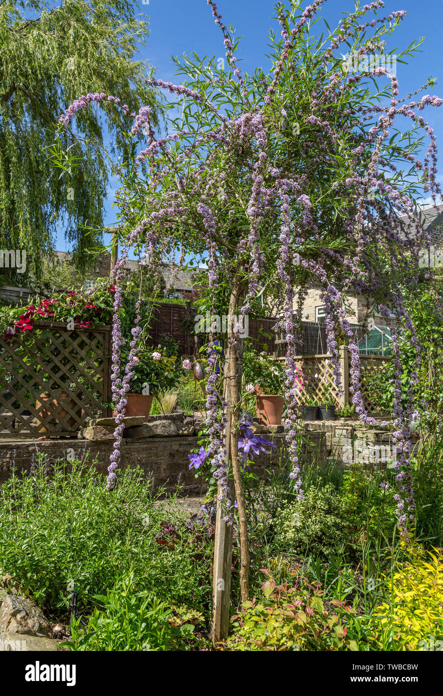 Buddleja alternifolia -Fotos und -Bildmaterial in hoher Auflösung – Alamy