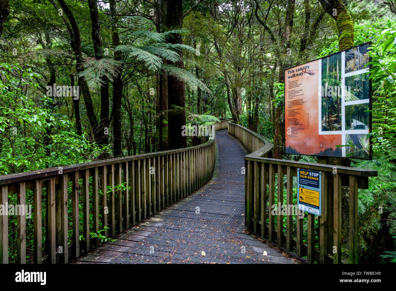 AH Reed Memorial Kauri Gehweg, Whangarei, North Island, Neuseeland Stockfoto