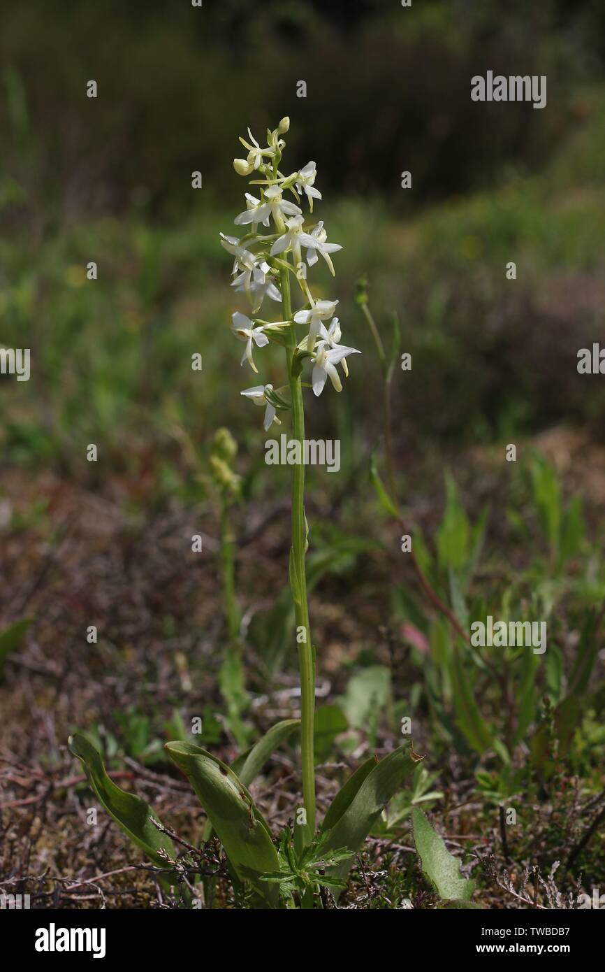 Zweiblättrige kuckucksblume -Fotos und -Bildmaterial in hoher Auflösung –  Alamy