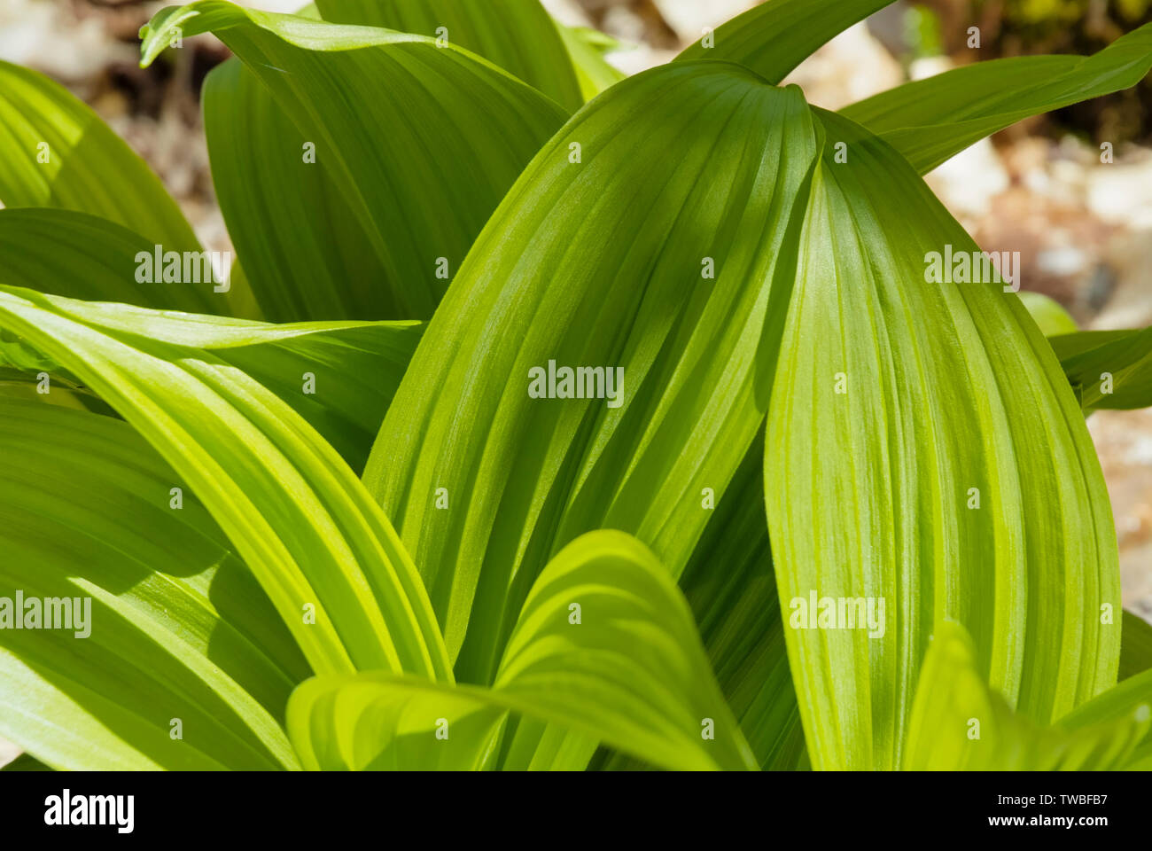 Indische Poke-Veratrum veride - auf der Seite der Lowes Pfad in der New Hampshire White Mountains in den Frühlingsmonaten. Stockfoto