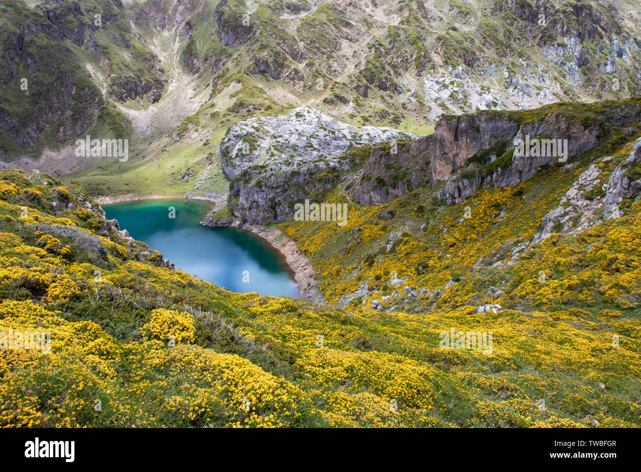 Calabazosa See im Naturpark Somiedo, Spanien, Asturien. Saliencia Bergseen. Genista occidentalis gelb Blumen. Dunkle blaue Wasser. Stockfoto