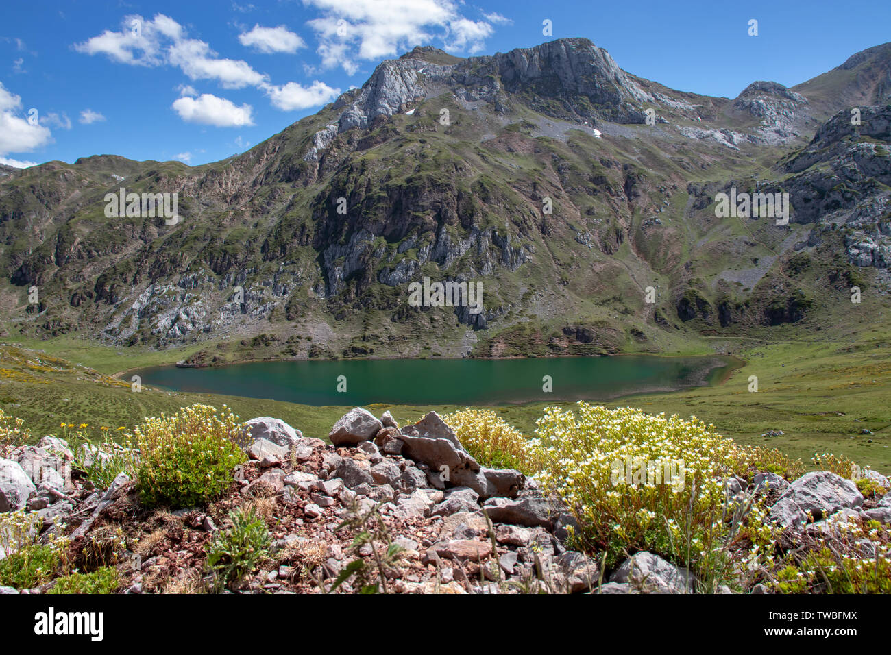 Cerveriz See im Naturpark Somiedo, Spanien, Asturien. Saliencia Bergseen. Saxifraga caniculata weißen Blüten. Grünes Wasser. Stockfoto