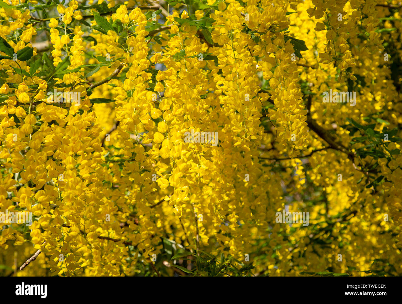 Goldregen Baum, goldene Kette, Laburnum anagyroides, Blume mit gelben Blume, Wiltshire, England, UK Nahaufnahme Stockfoto