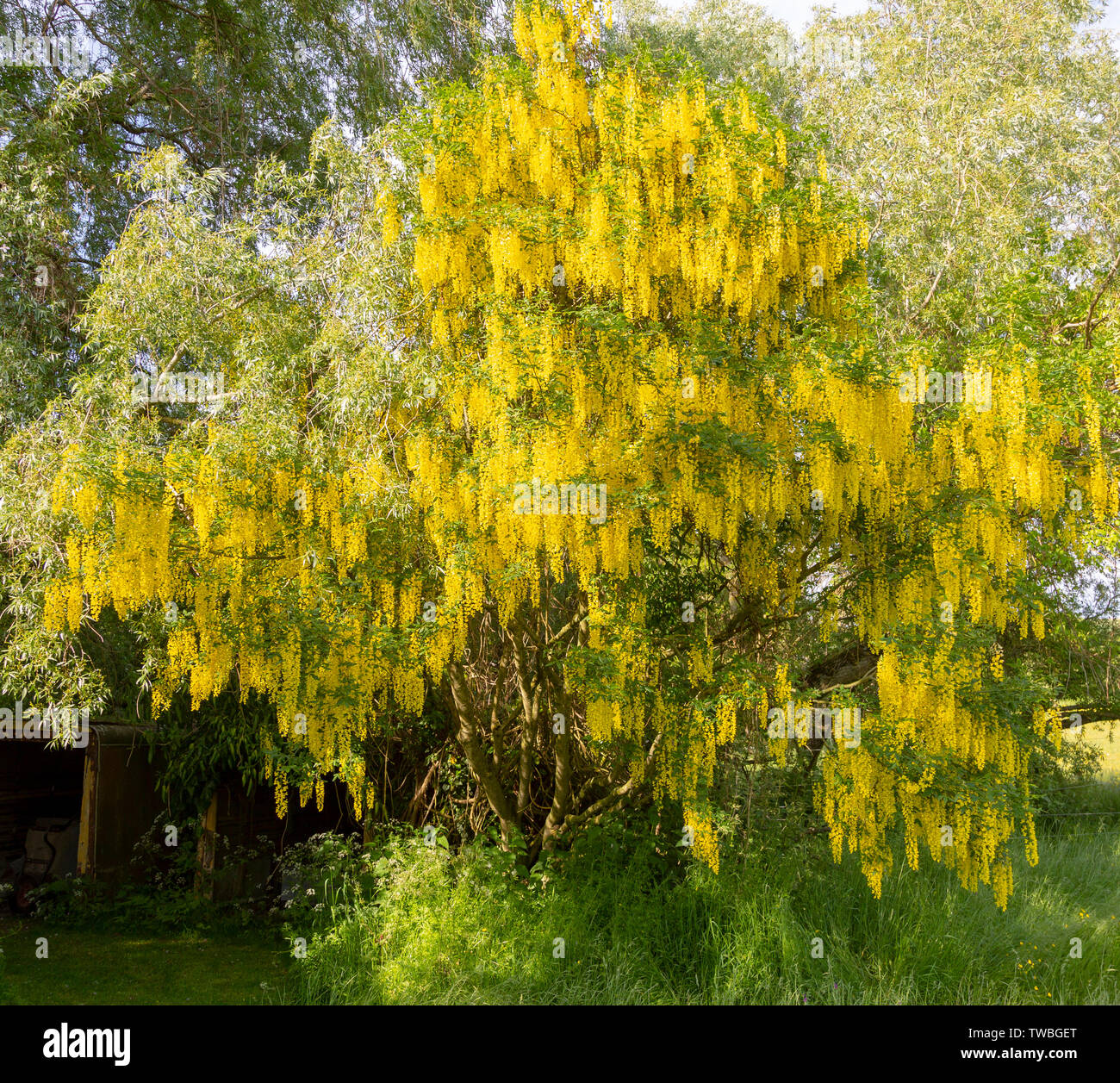 Goldregen Baum, goldene Kette, Laburnum anagyroides, Blume mit gelben Blume, Wiltshire, England, Großbritannien Stockfoto