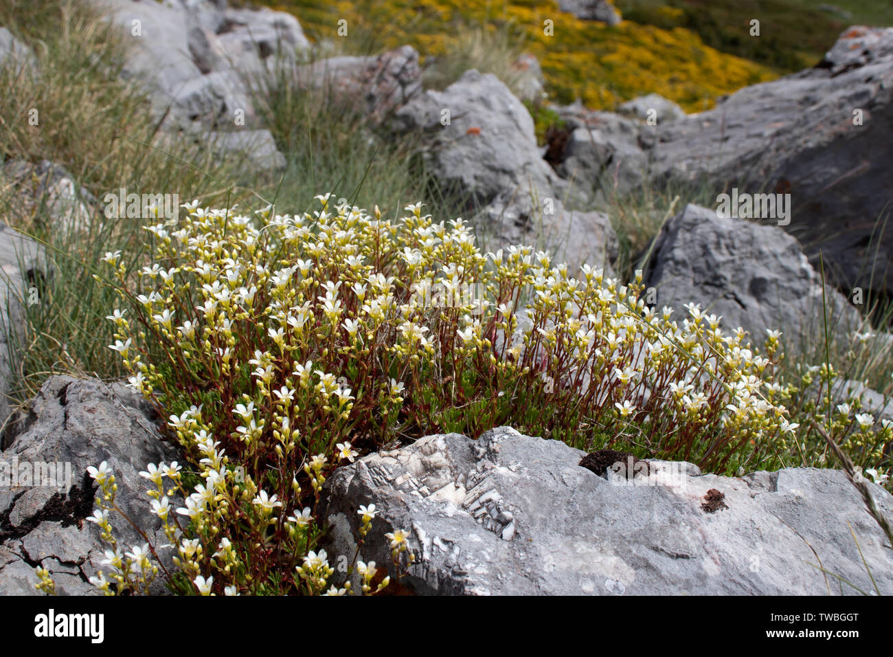 Saxifraga trifurcata blühende Pflanze unter den Steinen auf dem alpinen weadow. Stockfoto