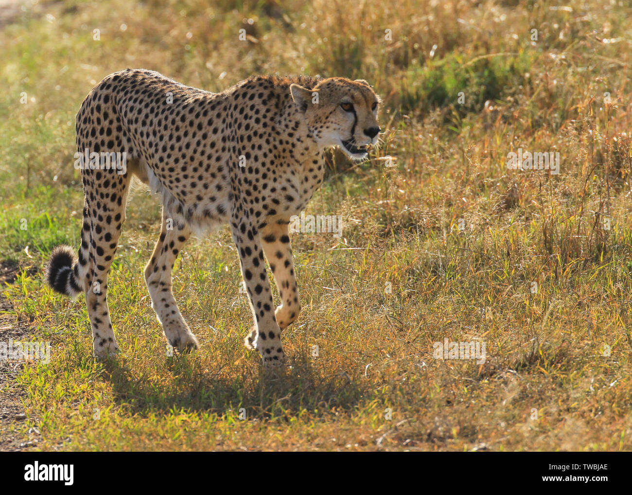 Gepard Acinonyx jubatus weiblichen dünn und hungrige Raubtier mit schwarzen Flecken wandern Savannah gras Masai Mara National Reserve Kenia Ostafrika Stockfoto
