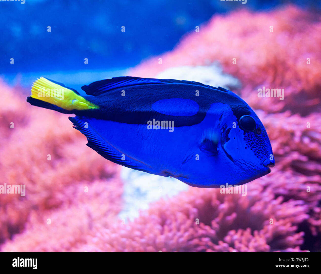 Nahaufnahme von einem blauen tang Doktorfische, beliebte tropische Aquarium pet, exotische Fische aus dem Pazifischen Ozean. Stockfoto