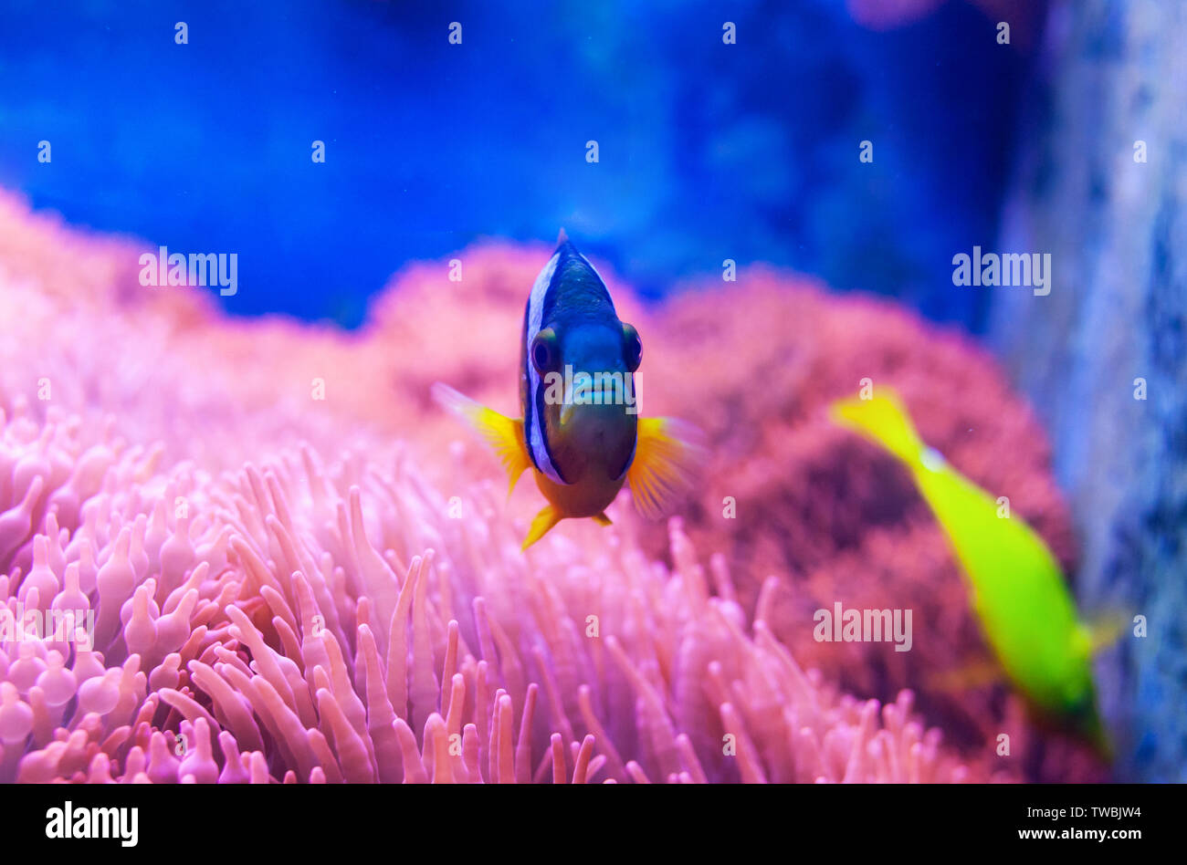 Nahaufnahme von einem blauen tang Doktorfische, beliebte tropische Aquarium pet, exotische Fische aus dem Pazifischen Ozean. Stockfoto