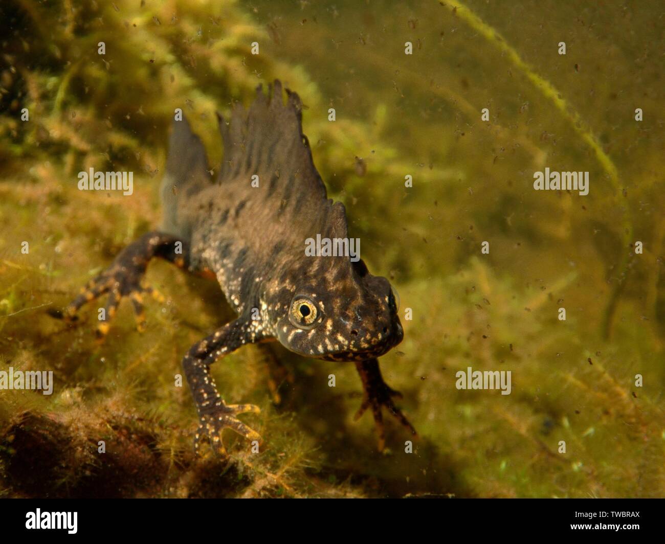 Great crested Newt (Triturus cristatus) männlich in einem Garten Teich in der Nacht, umgeben von Wasserflöhe (Daphnia pulex), Mendip Hills, in der Nähe von Wells, Somerset, Stockfoto