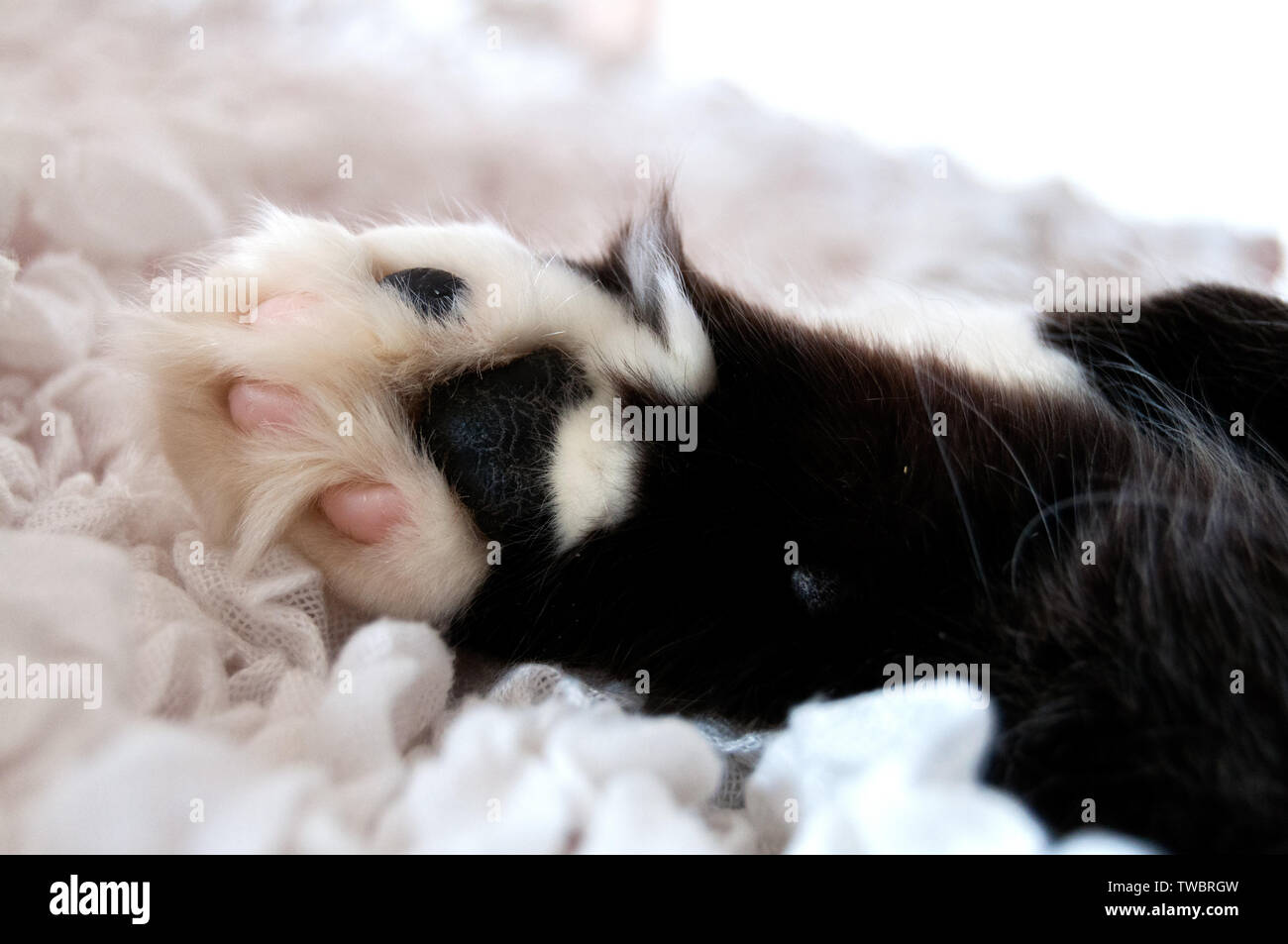 Der flauschige schwarze und weiße Katze Tatze und soft pink Fingerspitzen auf einem weißen Tuch Stockfoto