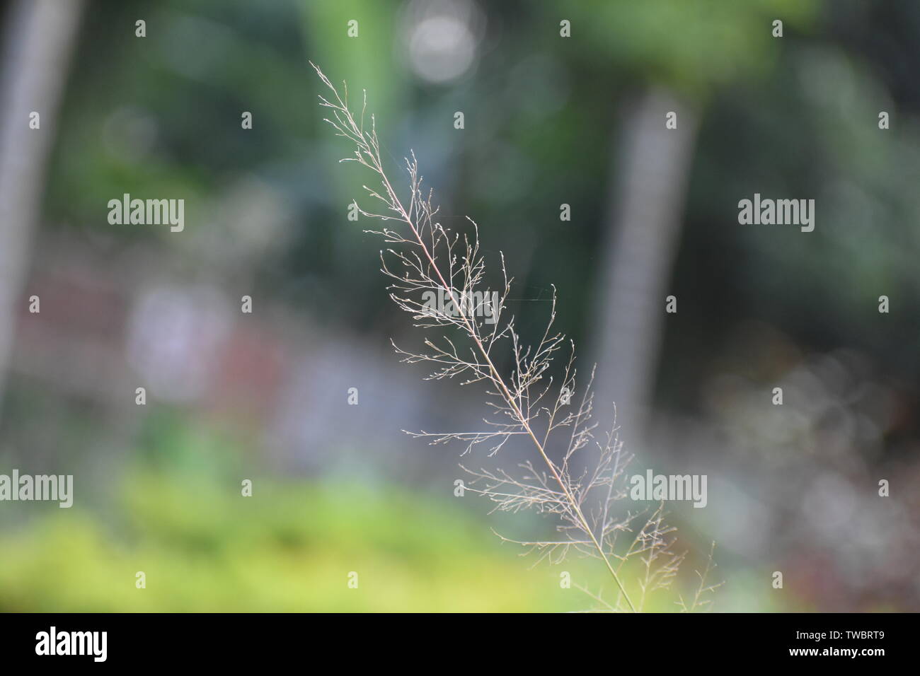 Kleine Pflanze ohne Blatt im Garten Stockfoto