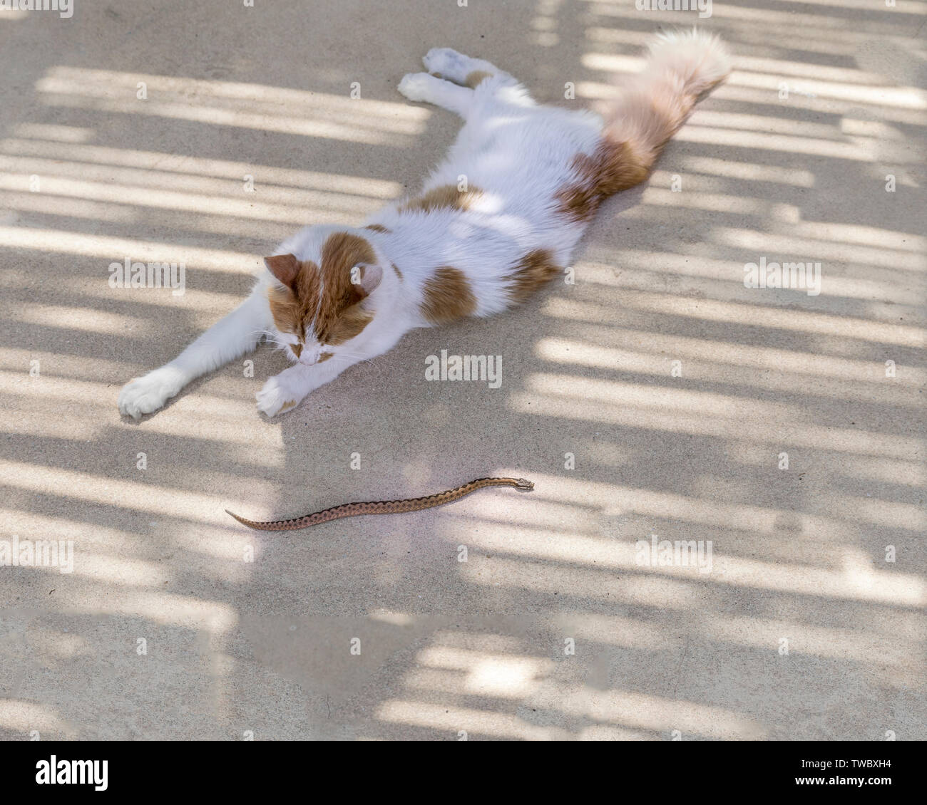 Hauskatze verfing sich eine kleine giftige Viper. Stock Bild Stockfoto