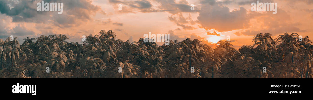 Sonnenaufgang Sonnenuntergang Dschungel Panorama/3D-Darstellung von dichten tropischen Dschungel bei Sonnenaufgang oder Sonnenuntergang Stockfoto