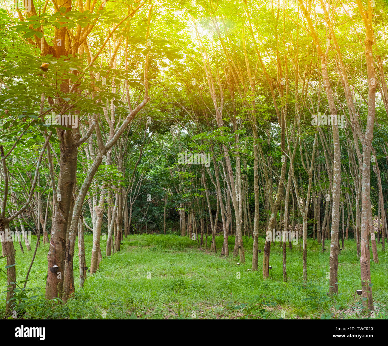 Bepflanzung Reihe para Gummibaum Plantage aus Thailand Stockfoto