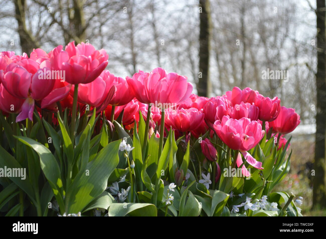 Schöne rosa Tulpen im Keukenhof Garten Stockfoto