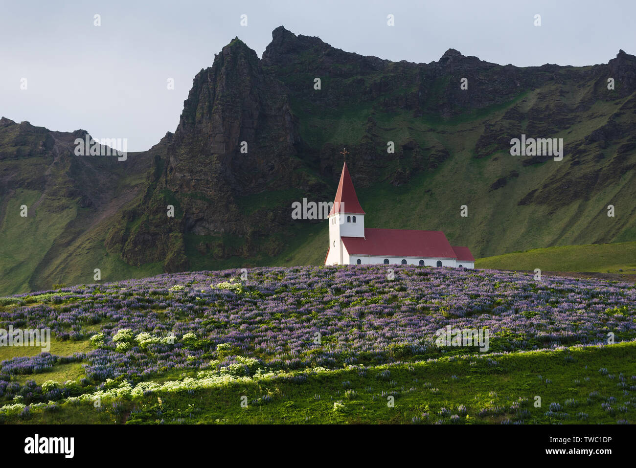 Kirche auf einem Hügel in der VIK-Stadt. Beliebte Touristenattraktion von Island. Glade von Lupine Blumen. Welt der Schönheit Stockfoto