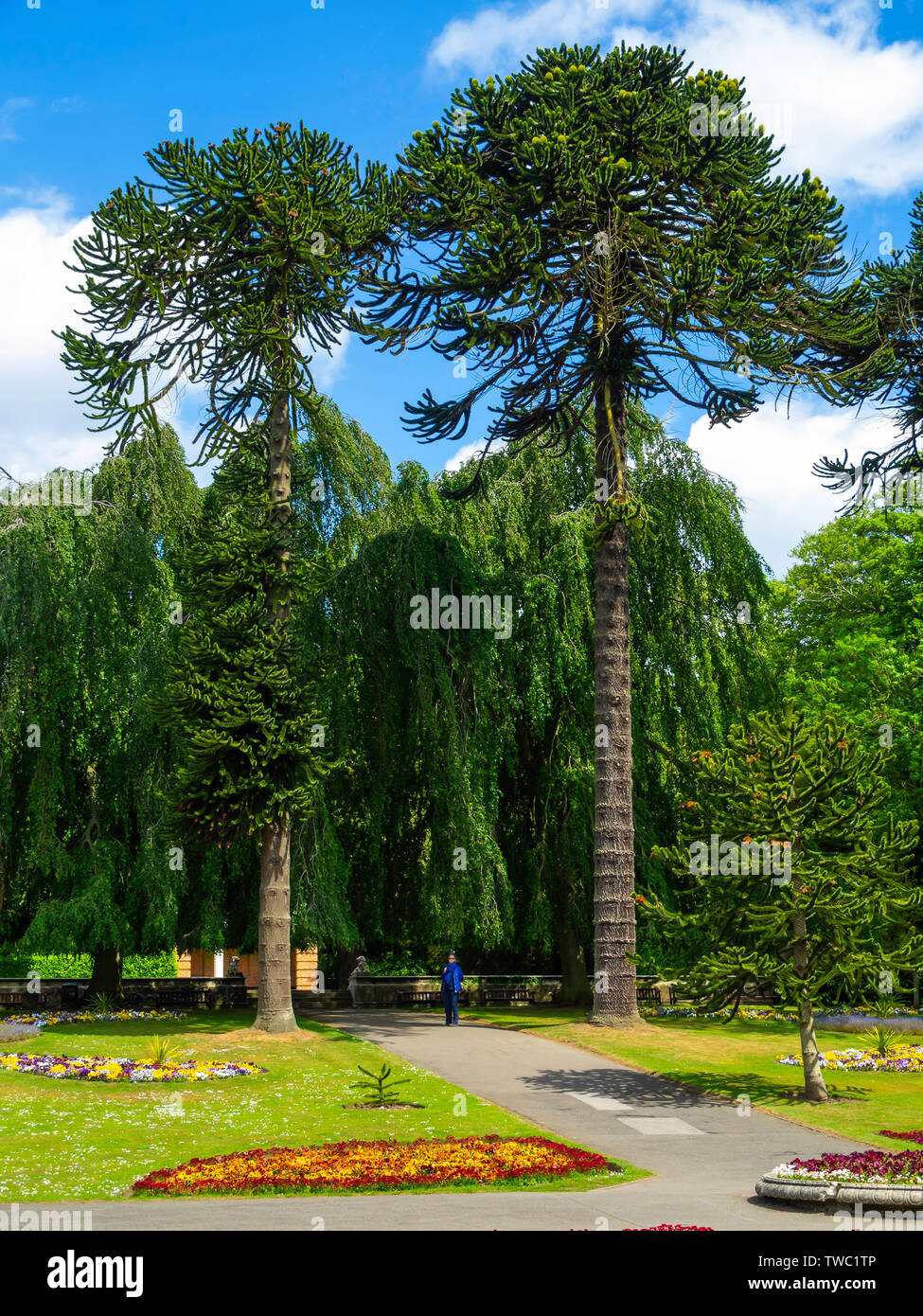 Eine Frau, die zu Fuß in den Ziergärten bewundern die riesigen araucaria oder Monkey Puzzle Bäume an Sewerby Hall Bridlington East Yorkshire Stockfoto